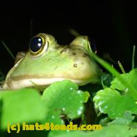 /home//u458753944/public_html/sourcegallery//Frogs/More bullfrogs/P6020069.JPG
